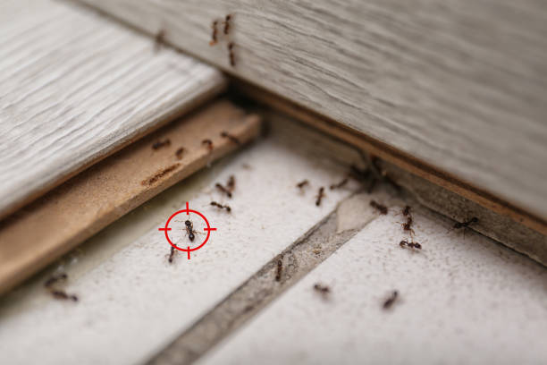 Best Flea Control Services  in Robert Lee, TX