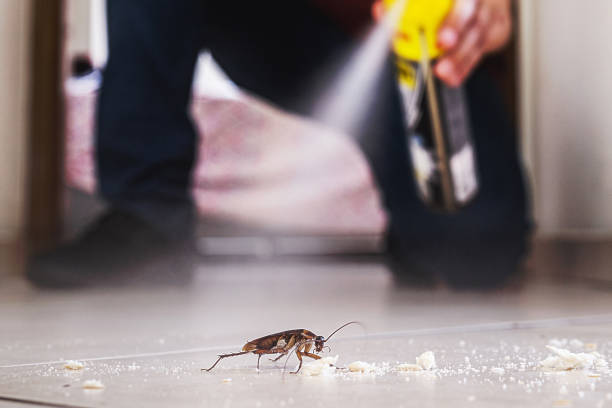 Best Affordable Pest Control Services  in Robert Lee, TX