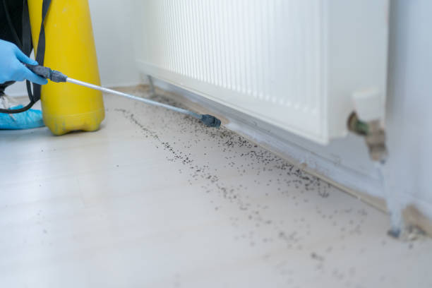 Best Insect Control  in Robert Lee, TX