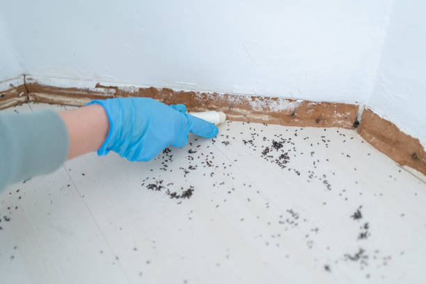 Best Bed Bug Extermination  in Robert Lee, TX