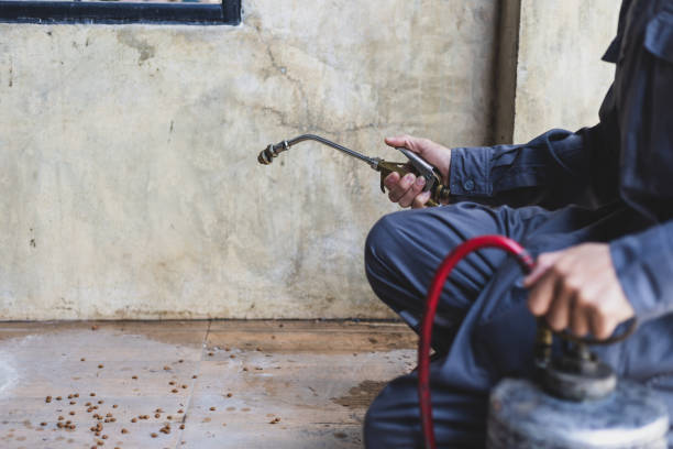 Flea Control Services in Robert Lee, TX
